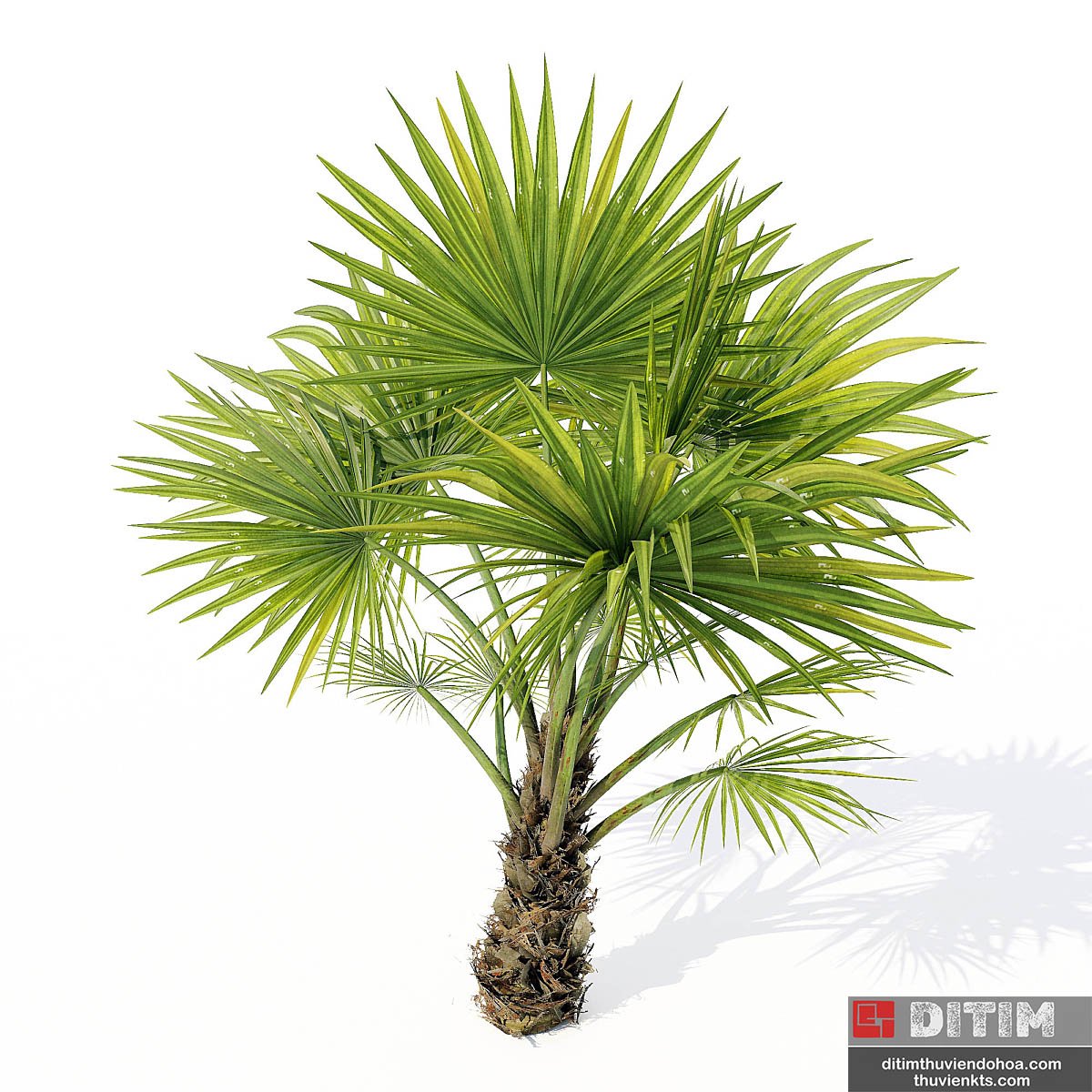 2083267.5b66c95489f03-Tree